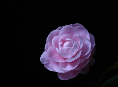 50张微距鲜花摄影作品