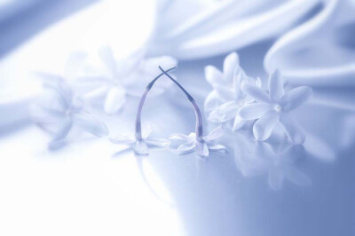 50张微距鲜花摄影作品