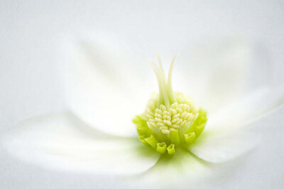 50张微距鲜花摄影作品