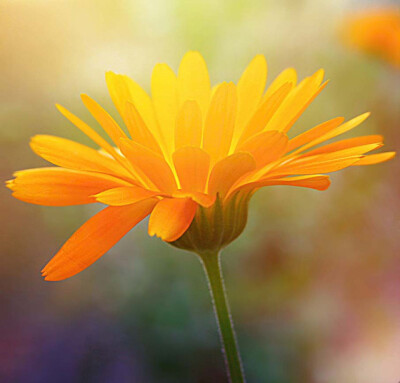 50张微距鲜花摄影作品