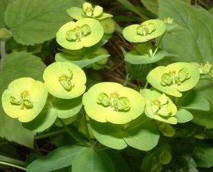 乳浆大戟 学名: Euphorbia esula Linn. 英名：Leafy Spurge 科属：大戟科 Euphorbiaceae 花期：4月，果熟期5月 分布：华东、东北到西南各省区都有分布