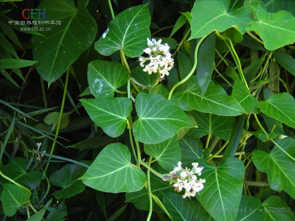 Metaplexis japonica（中文名：萝藦）