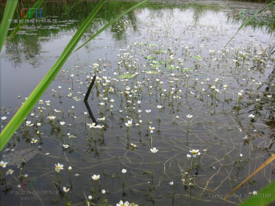 水毛茛