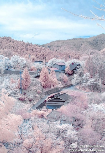 日本代表的樱花胜地之一——奈良县吉野町的樱花