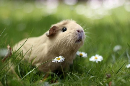 大家好，我是一只小豚鼠！| Photo From Internet