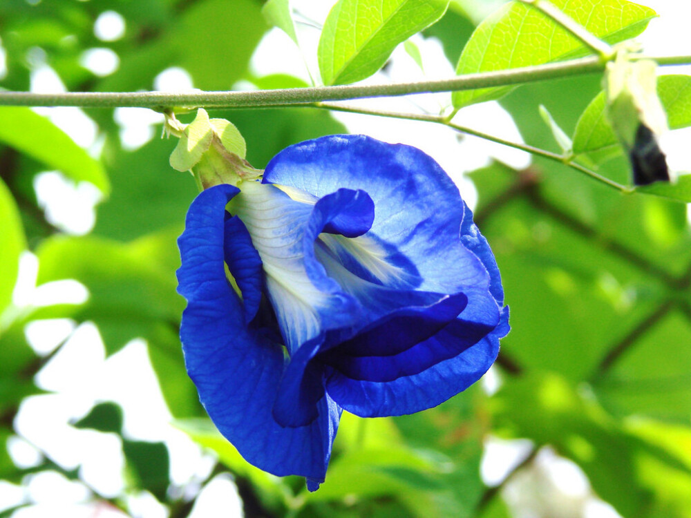 Clitoria ternatea。蝶豆。