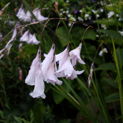 Dierama pulcherrimum。天使钓竿。