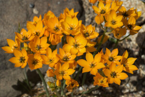 Ornithogalum dubium。杜宾虎眼万年青。