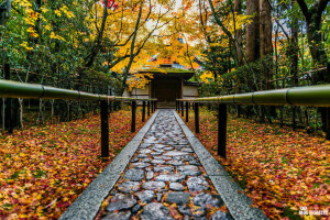 京都的秋