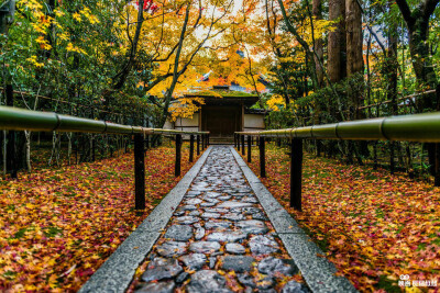 京都的秋