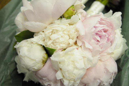 peony