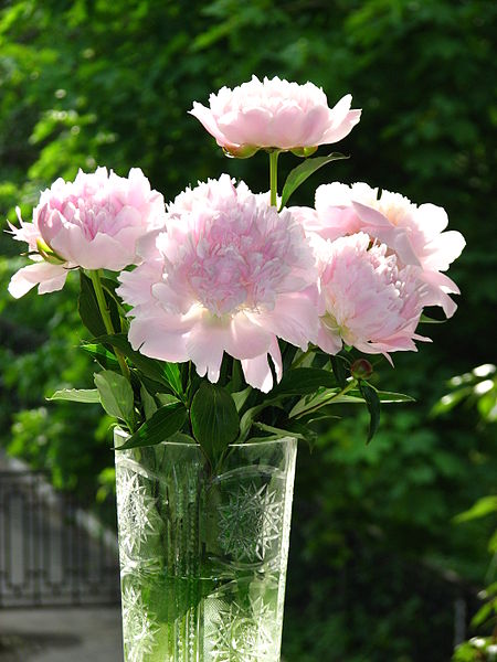 File:Bouquet of peonies 11.JPG