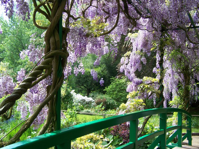 The wisteria is at its peak over the Japanese Bridge in Claude Monet’s garden.