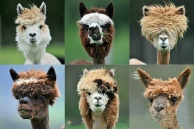 【草泥马节】据洛杉矶华人资讯网，9月29、30日是全美羊驼农场节( National Alpaca Farm Days)，这两天洛杉矶附近所有羊驼农场早10点至午5点全部免费开放，农场主还帮羊驼设计各种发型来吸引游客。羊驼是天生表情帝，…