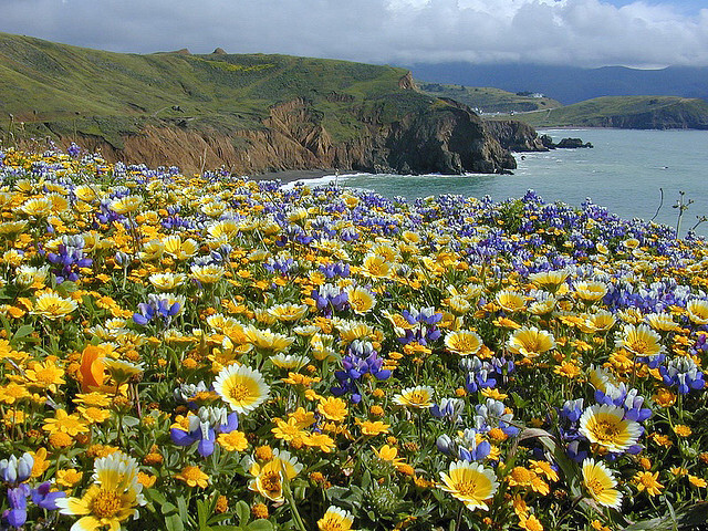 Mori Point in May