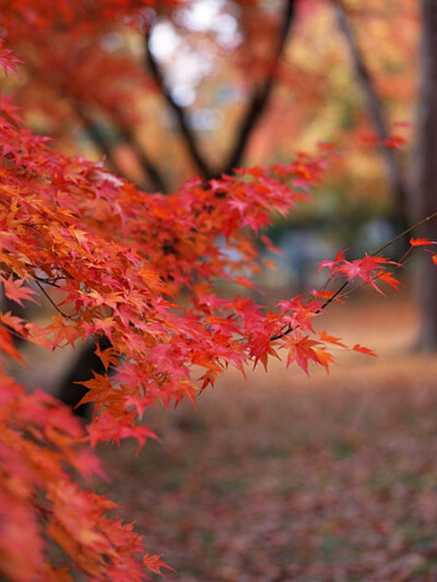 枫叶 红叶 日本