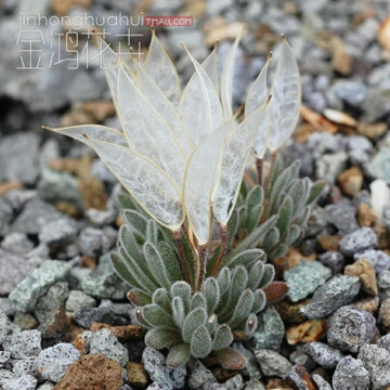 枝干番杏种子 进口盆栽植物花卉 生石花多肉植物种子套餐/玉飞蝶