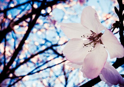 一组以樱花为主题的lomo图片