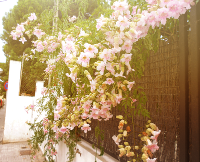 如画的风景，风景如画的生活~~