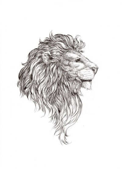 sitting lion drawing