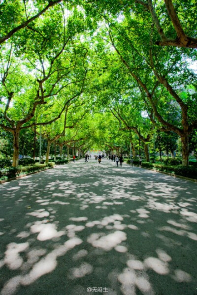 秋分时节，林荫大道，光影斑驳，丹桂逸香。@南京大学