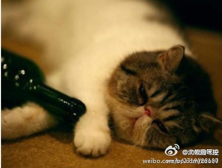 酒不醉猫，猫自醉啊~