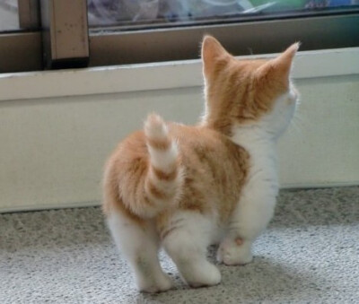 萌猫、猫、萌、Ada、喵星人、动物、够、萌宠、动物宠物