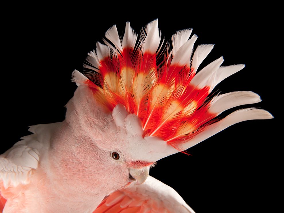 This Major Mitchell's cockatoo (Lophochroa leadbeateri), also known as Leadbeater's cockatoo or pink cockatoo, lives at Parrots in Paradise, a bird attraction in Glass House Mountains, Queensland, Australia. Sartore photographed the cockatoo as part of his Photo Ark project, through which he is doc