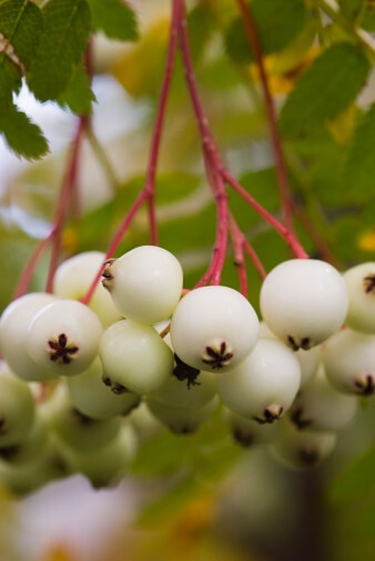 Sorbus koehneana 昆氏花楸