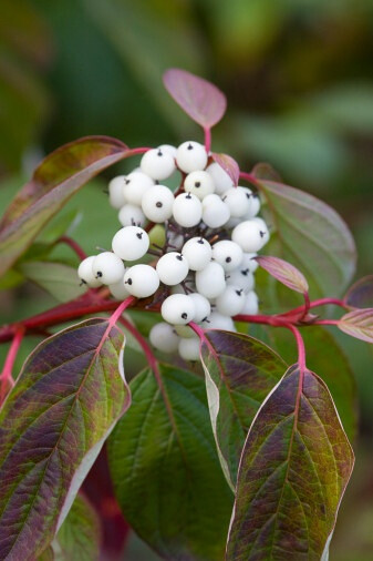 Cornus alba Sibirica Ruby 红瑞木