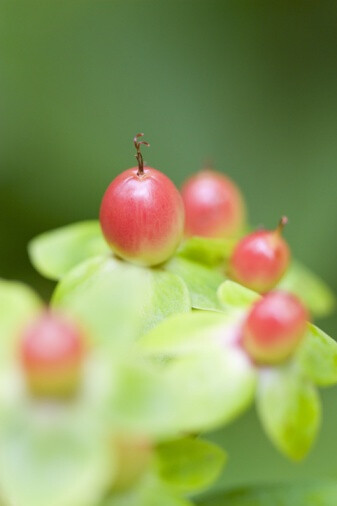 Hypericum androsaemum 浆果金丝桃