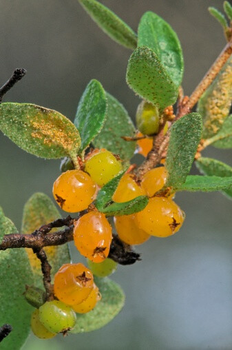 Shepherdia canadensis 布法罗莓