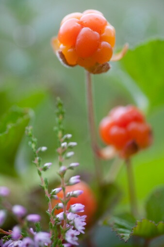 Rubus chamaemorus 兴安悬钩子