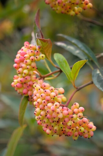 Viburnum nudum 美国红荚蒾