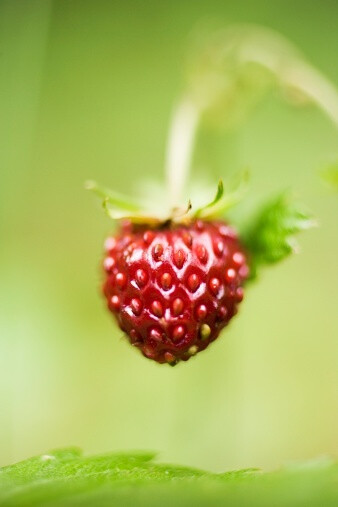 Fragaria vesca 野草莓