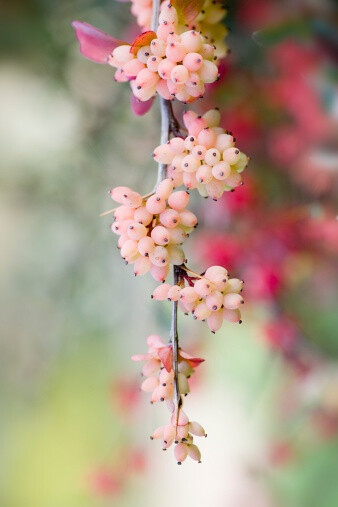 Berberis wilsoniae 金花小檗