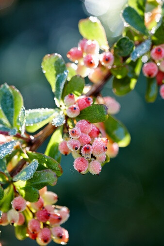 Berberis wilsoniae 金花小檗