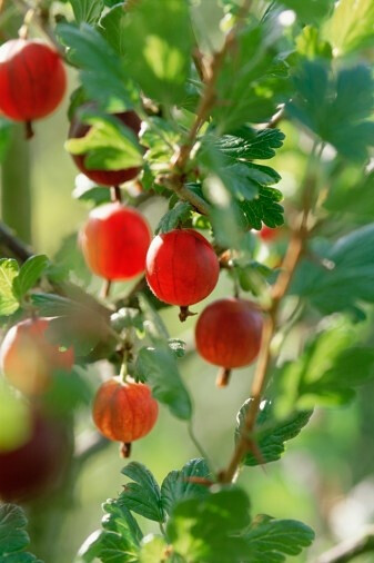 Ribes grossularia Gaultreys Earliest 欧洲醋栗