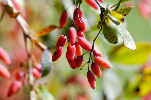 Berberis vulgaris 欧洲小檗