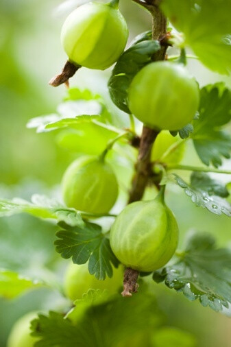 Gooseberry 醋栗