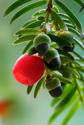 Taxus baccata 欧洲红豆杉