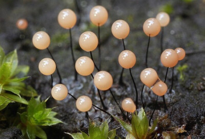 Comatricha nigra黑发黏菌