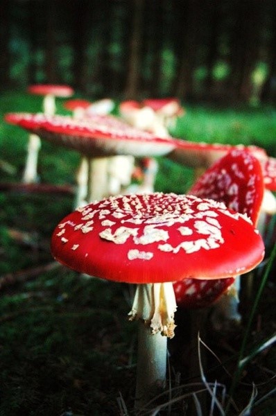 Amanita muscaria毒蝇伞