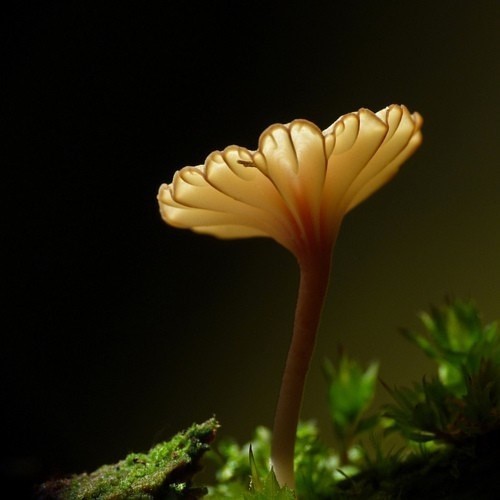 Lichenomphallia umbellifera