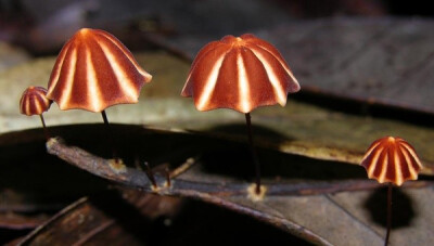 Marasmius sp.