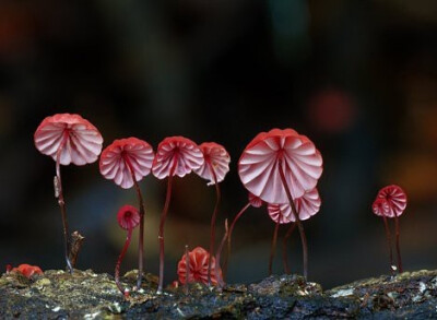 Marasmius haematocephalus红盖小皮伞