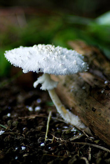 Pholiota ?