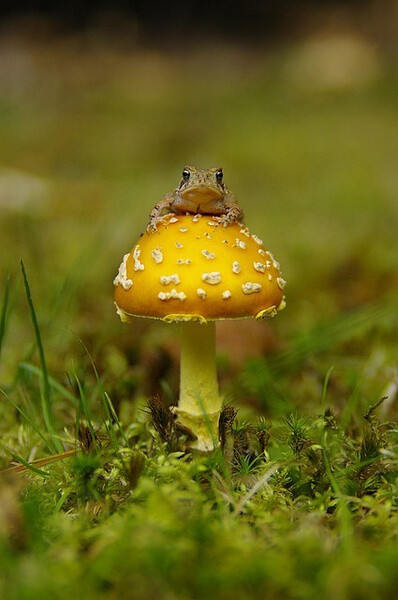 Amanita muscaria var. formosa