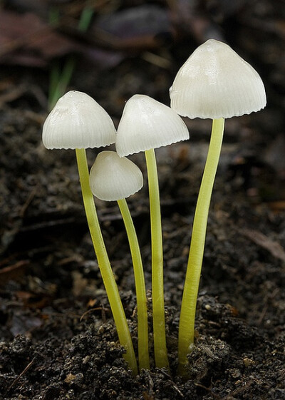 Mycena epipterygia