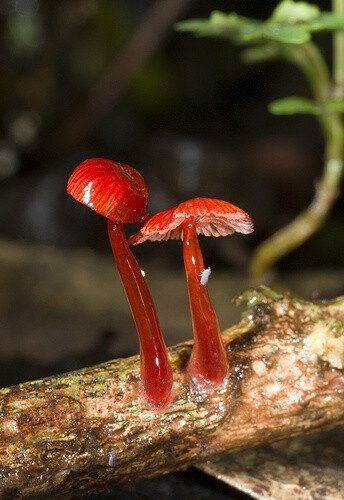 Mycena viscidocruenta